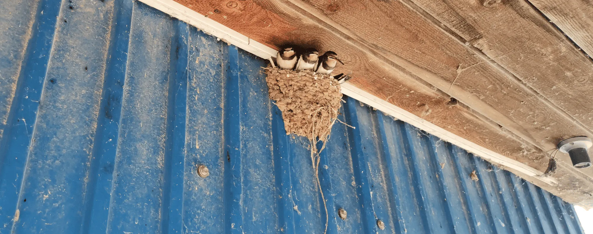 1.-NZ-Imagery Blogs Bird-Proofing-Blog