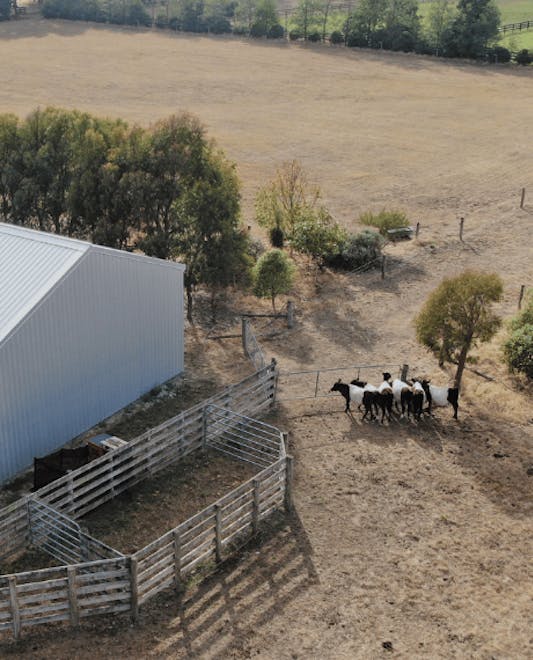 Livestock shed - Wide Span Sheds