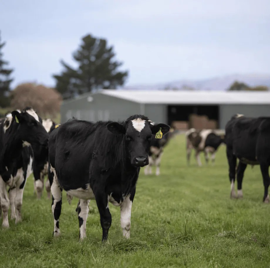 1.-NZ-Imagery Farm-Sheds cows-in-paddock-with-shed-624-x-620-px