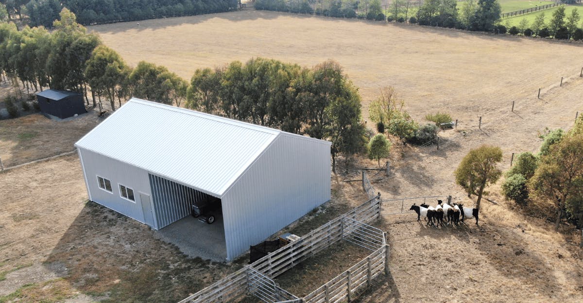 Zincalume farm shed with cows