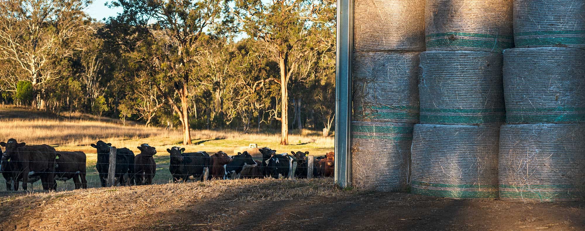 Hero-Banners Product-Page-Banners Livestock-Sheds-Banner Hero-Banners Product-Page-Banners Livestock-Sheds-Banner