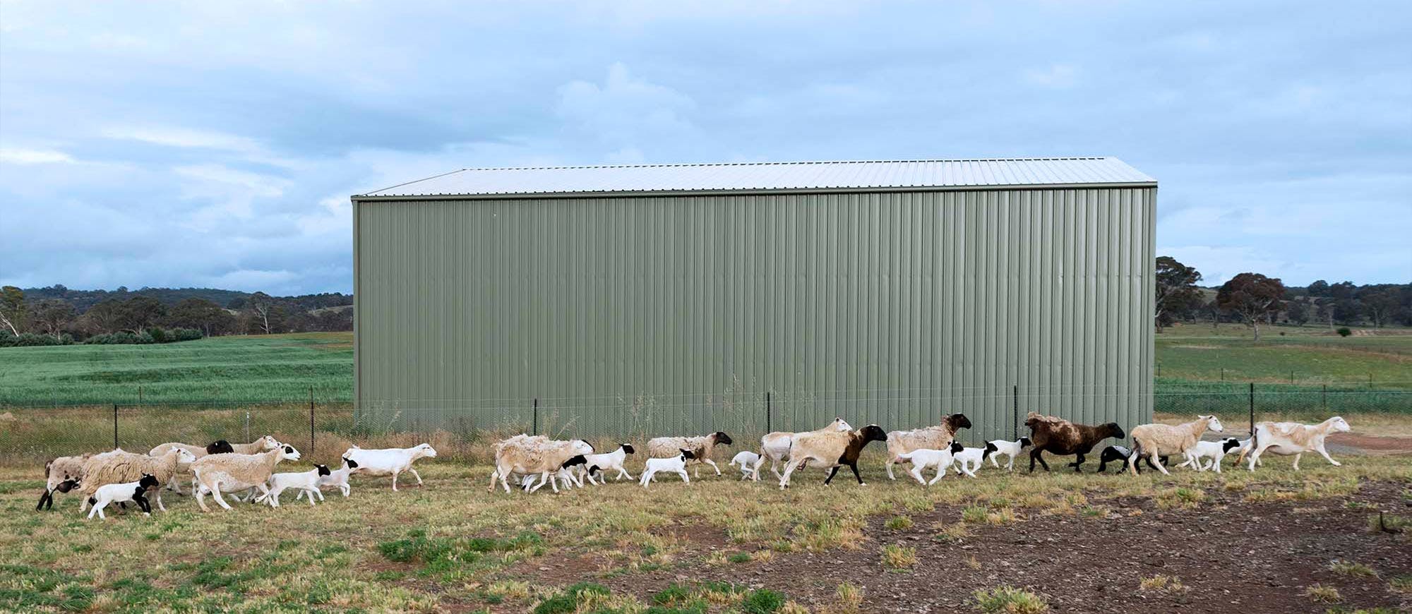 Image-Slider Livestock-Sheds-3 Image-Slider Livestock-Sheds-3