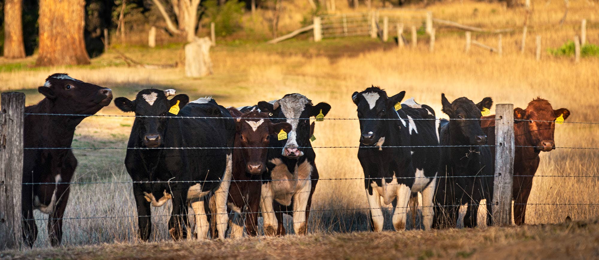 Image-Slider Livestock-Sheds-4 Image-Slider Livestock-Sheds-4